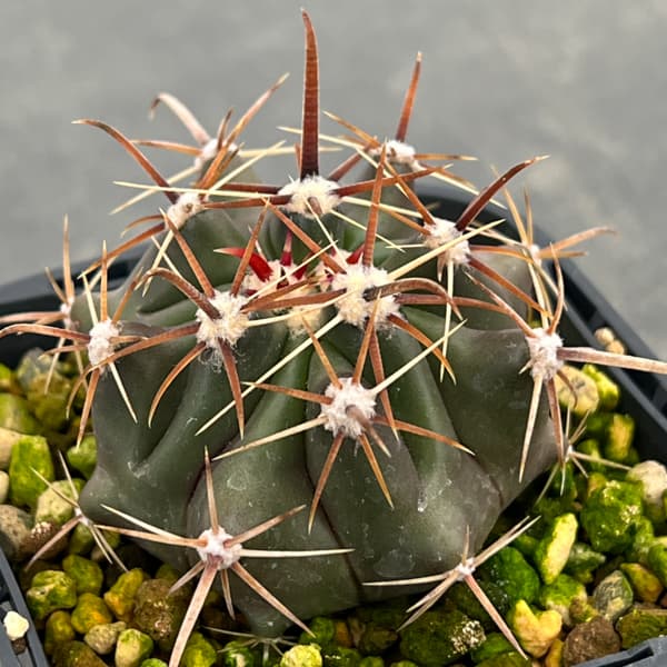 フェロカクタス：神仙玉　3号鉢植え