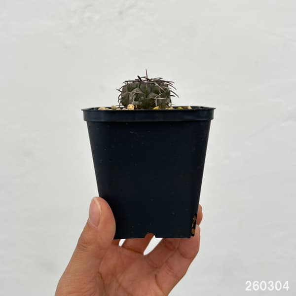ギムノカリキウム：バッテリー　3号鉢植え