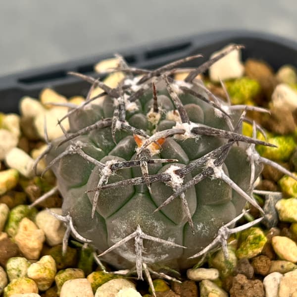 ギムノカリキウム：バッテリー　3号鉢植え