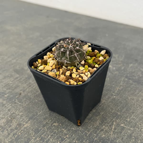 ギムノカリキウム：バッテリー　3号鉢植え