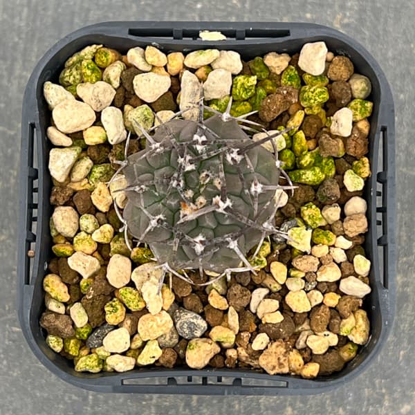 ギムノカリキウム：バッテリー　3号鉢植え