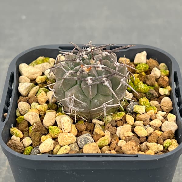 ギムノカリキウム：バッテリー　3号鉢植え