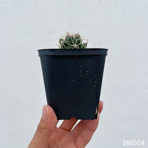 サボテン：テロカクタス　紅鷹　3号鉢植え