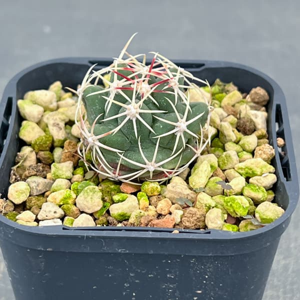 サボテン：テロカクタス　紅鷹　3号鉢植え