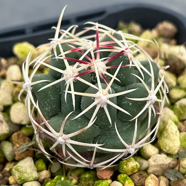 サボテン：テロカクタス　紅鷹　3号鉢植え