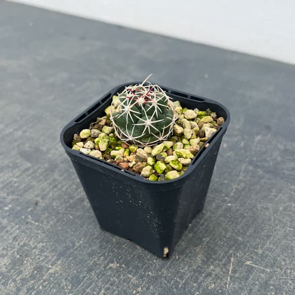 サボテン：テロカクタス　紅鷹　3号鉢植え