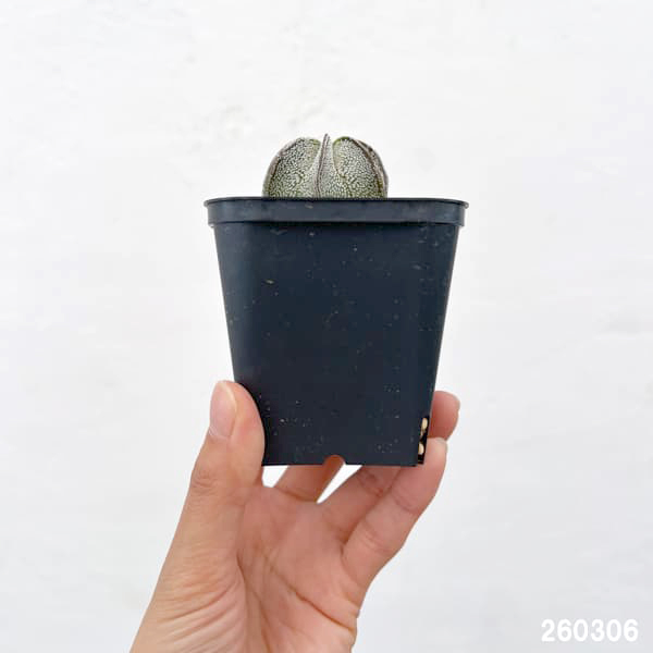 アストロフィツム：白瑞鳳玉（ハクズイホウギョク）　3号鉢植え