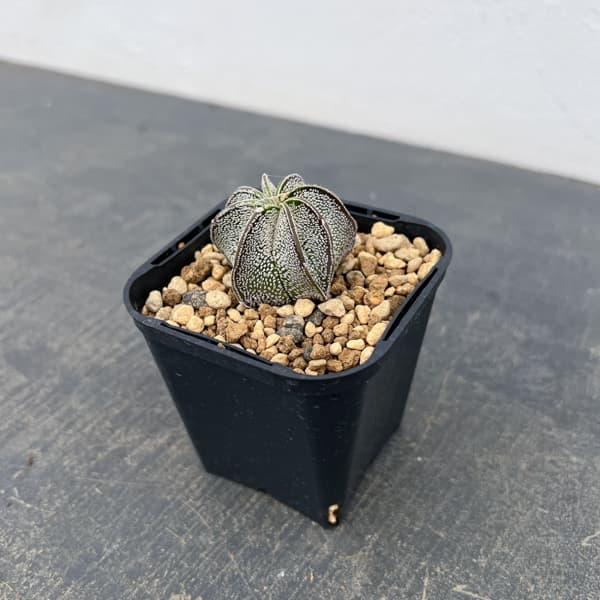 アストロフィツム：白瑞鳳玉（ハクズイホウギョク）　3号鉢植え