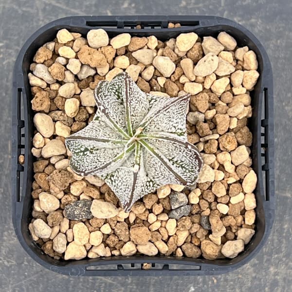 アストロフィツム：白瑞鳳玉（ハクズイホウギョク）　3号鉢植え