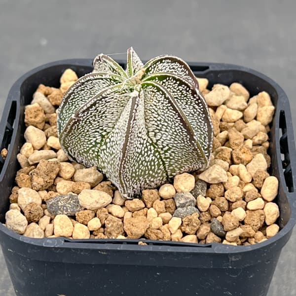 アストロフィツム：白瑞鳳玉（ハクズイホウギョク）　3号鉢植え