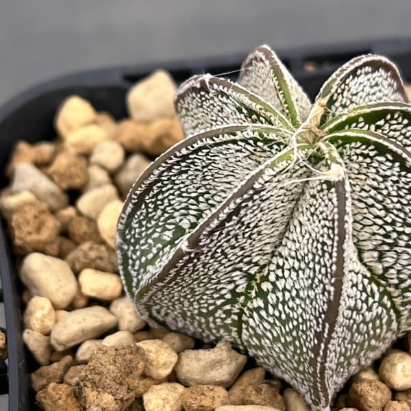 アストロフィツム：白瑞鳳玉（ハクズイホウギョク）　3号鉢植え