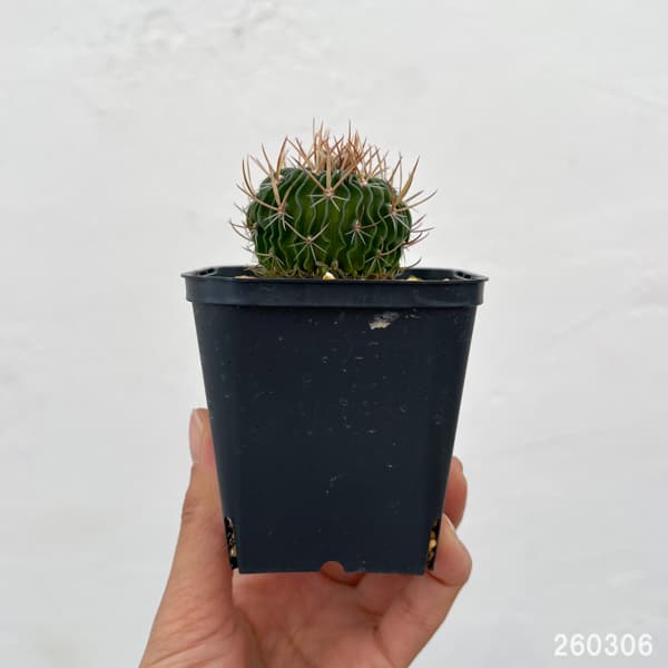 サボテン：ステノカクタス 　千波万波（センパバンパ）　3号鉢植え