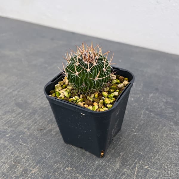 サボテン：ステノカクタス 　千波万波（センパバンパ）　3号鉢植え