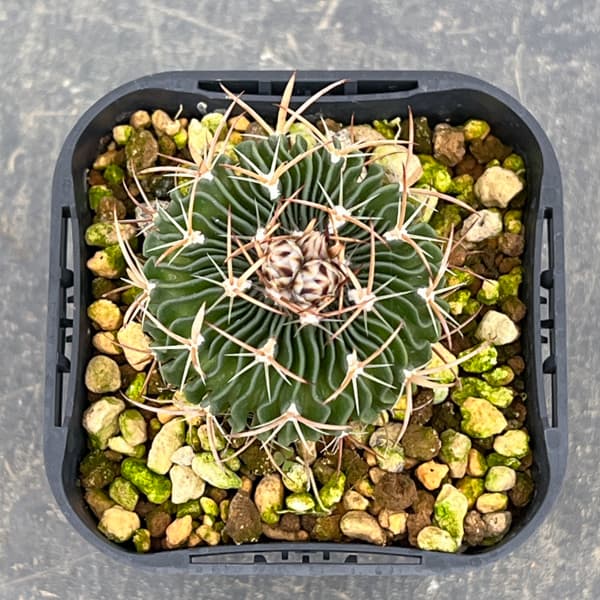 サボテン：ステノカクタス 　千波万波（センパバンパ）　3号鉢植え