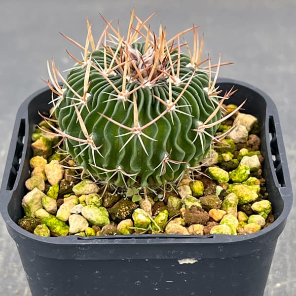 サボテン：ステノカクタス 　千波万波（センパバンパ）　3号鉢植え