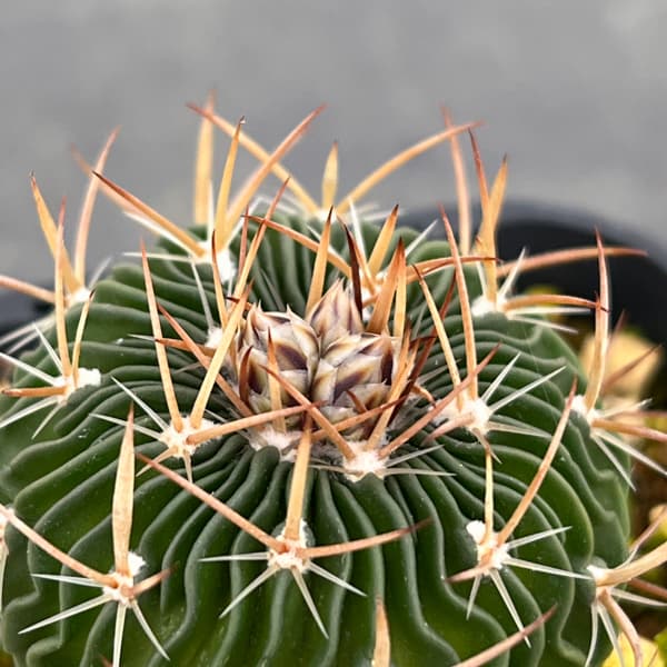 サボテン：ステノカクタス 　千波万波（センパバンパ）　3号鉢植え