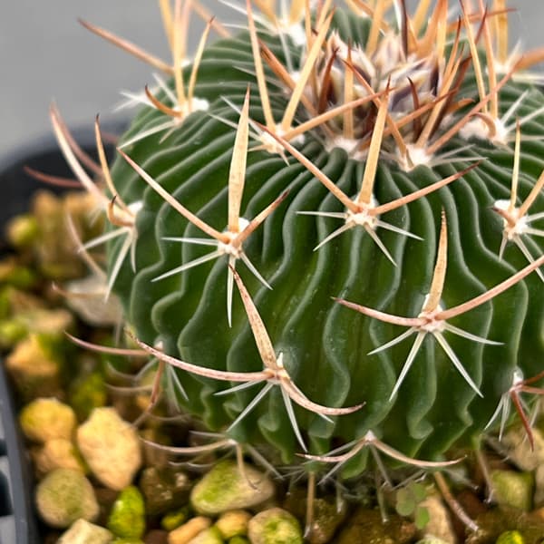 サボテン：ステノカクタス 　千波万波（センパバンパ）　3号鉢植え