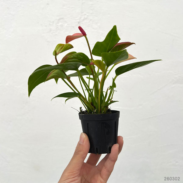 アンスリウム：マタタ　2号ポット