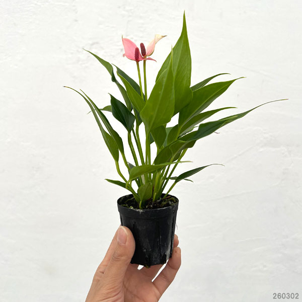 アンスリウム：リリー　2号ポット
