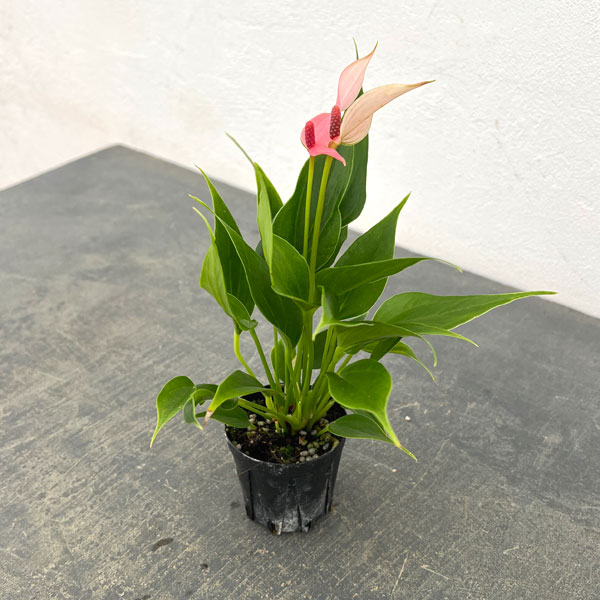 アンスリウム：リリー　2号ポット