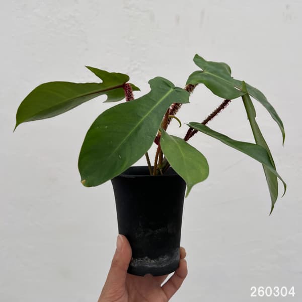 フィロデンドロン：スクアミフェルム　3号鉢植え