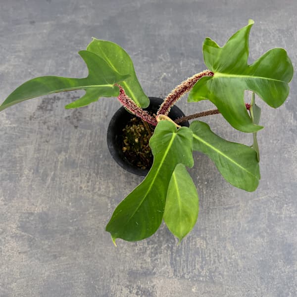 フィロデンドロン：スクアミフェルム　3号鉢植え