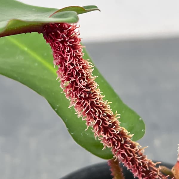 フィロデンドロン：スクアミフェルム　3号鉢植え