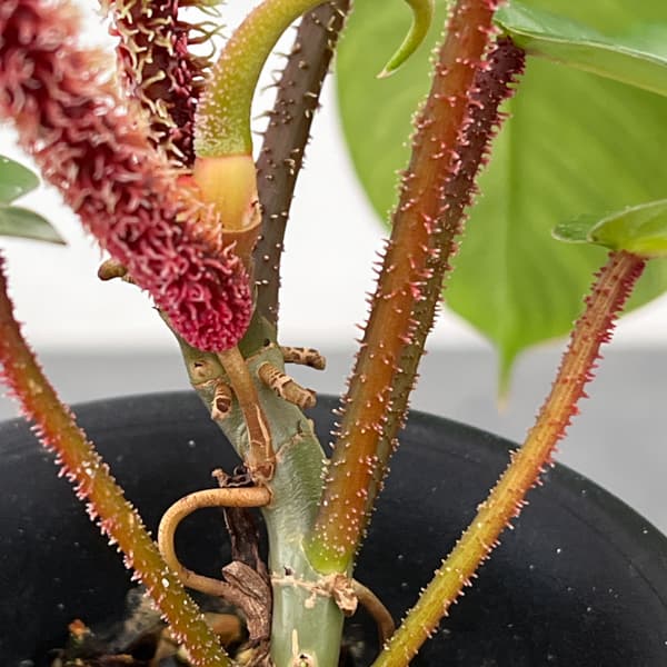 フィロデンドロン：スクアミフェルム　3号鉢植え