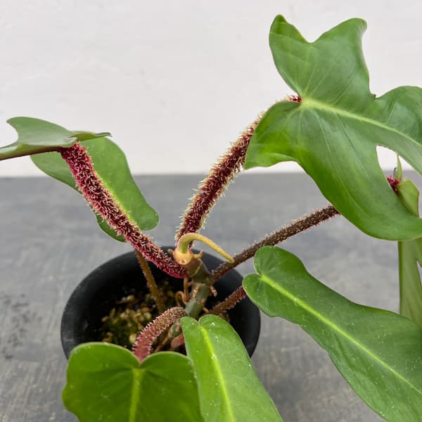 フィロデンドロン：スクアミフェルム　3号鉢植え