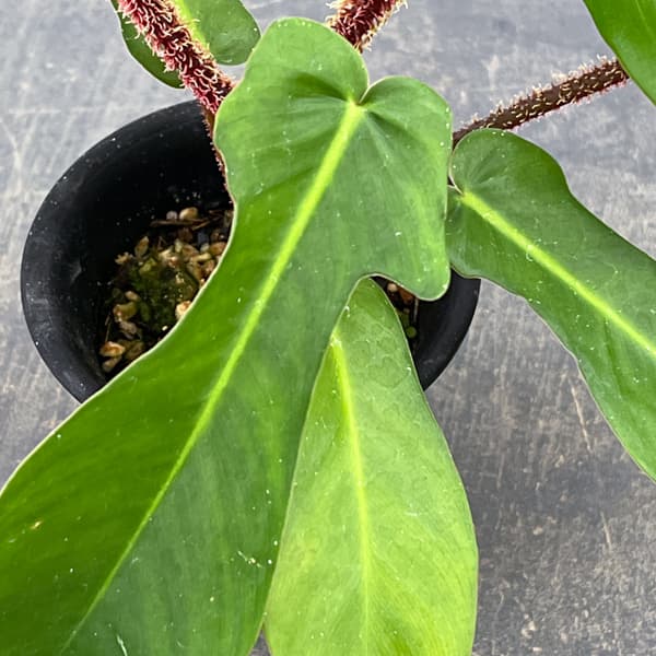 フィロデンドロン：スクアミフェルム　3号鉢植え