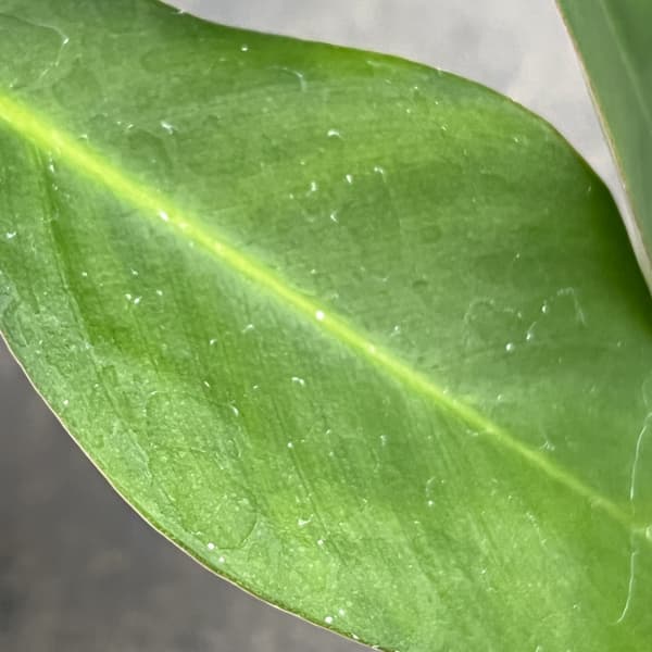 フィロデンドロン：スクアミフェルム　3号鉢植え