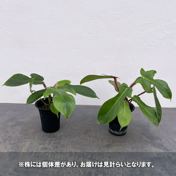 フィロデンドロン：スクアミフェルム　3号鉢植え