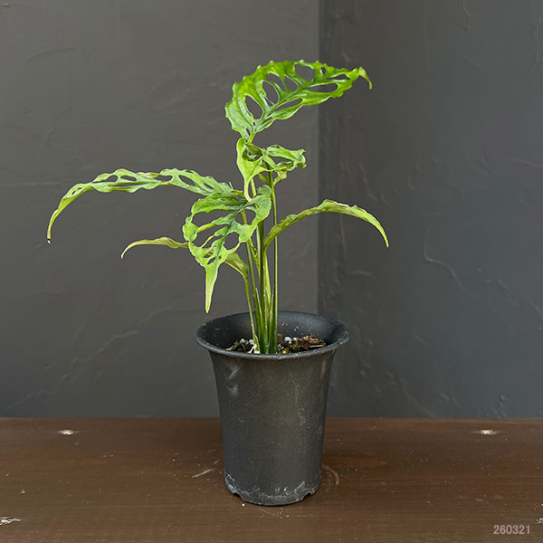 モンステラ：オブリクア　ペルー　3号鉢植え