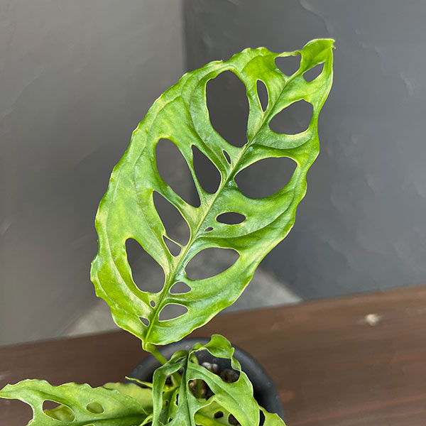 モンステラ：オブリクア　ペルー　3号鉢植え