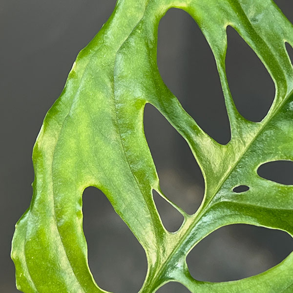 モンステラ：オブリクア　ペルー　3号鉢植え