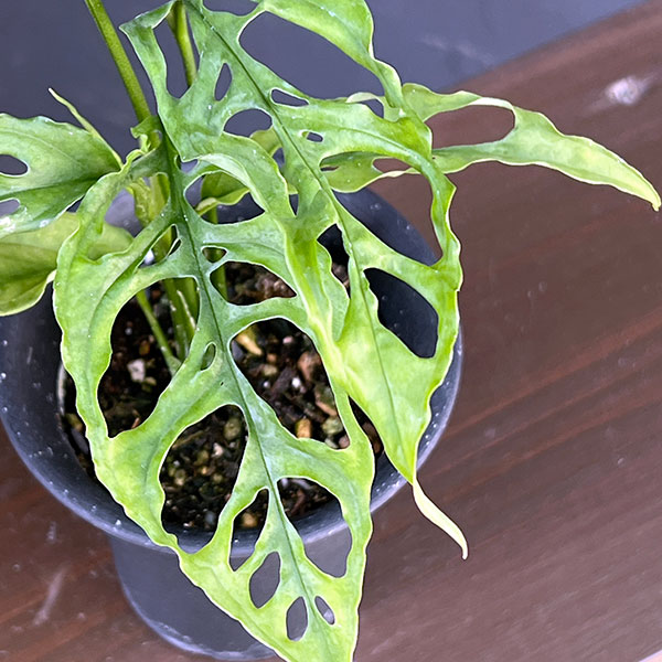 モンステラ：オブリクア　ペルー　3号鉢植え