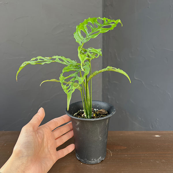 モンステラ：オブリクア　ペルー　3号鉢植え