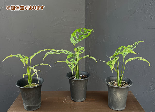 モンステラ：オブリクア　ペルー　3号鉢植え