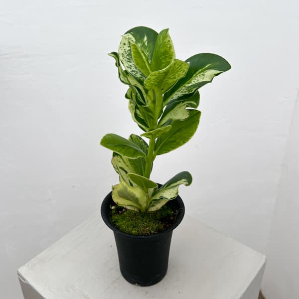 クルシア:ロゼア ホワイトバリエガータ 3号鉢植え