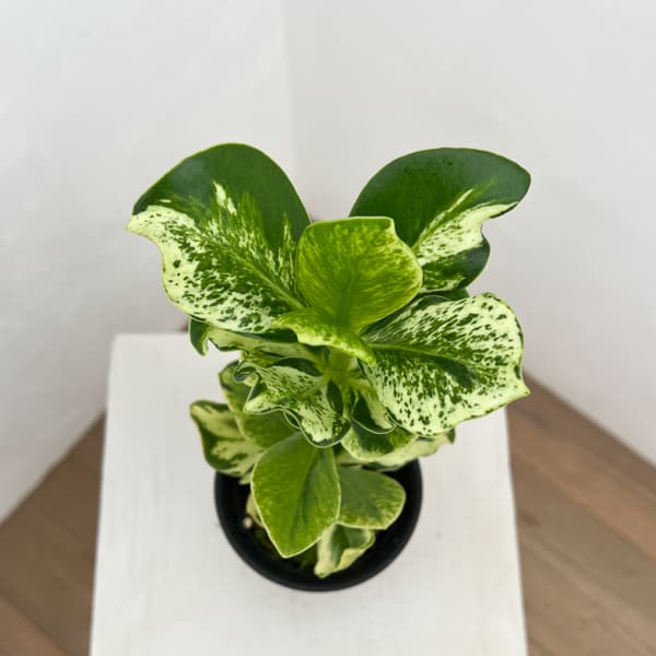 クルシア:ロゼア ホワイトバリエガータ 3号鉢植え