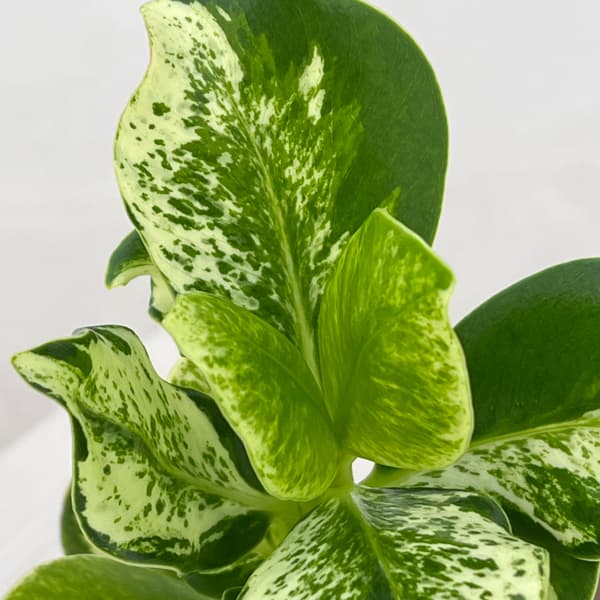 クルシア:ロゼア ホワイトバリエガータ 3号鉢植え