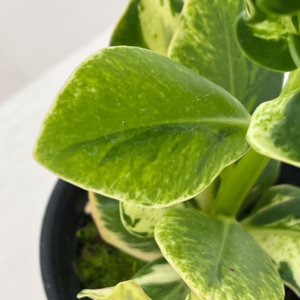 クルシア:ロゼア ホワイトバリエガータ 3号鉢植え