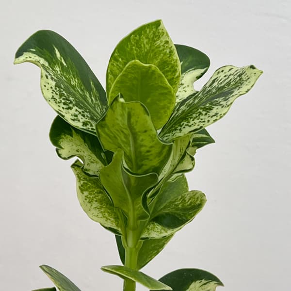 クルシア:ロゼア ホワイトバリエガータ 3号鉢植え