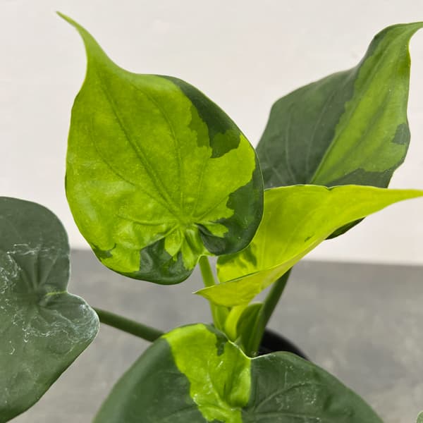 アロカシア：ククラータ（シマクワズイモ）　斑入り　3号鉢植え