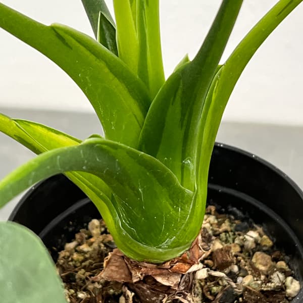 アロカシア：ククラータ（シマクワズイモ）　斑入り　3号鉢植え