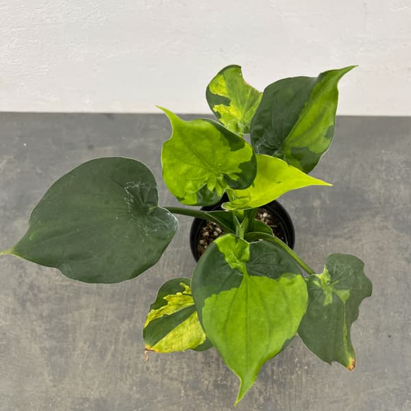 アロカシア：ククラータ（シマクワズイモ）　斑入り　3号鉢植え