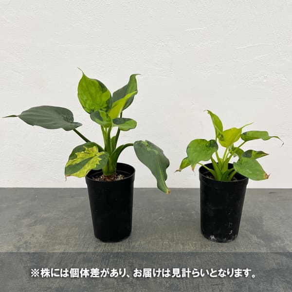 アロカシア：ククラータ（シマクワズイモ）　斑入り　3号鉢植え