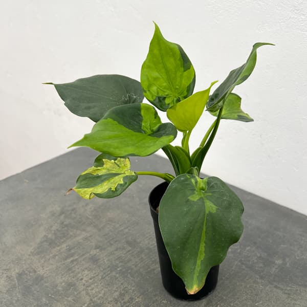 アロカシア：ククラータ（シマクワズイモ）　斑入り　3号鉢植え