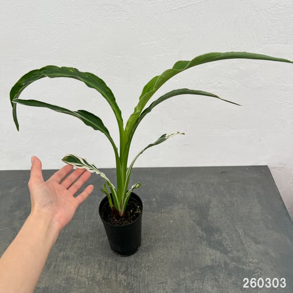 カンナ：白斑入り　3号鉢植え