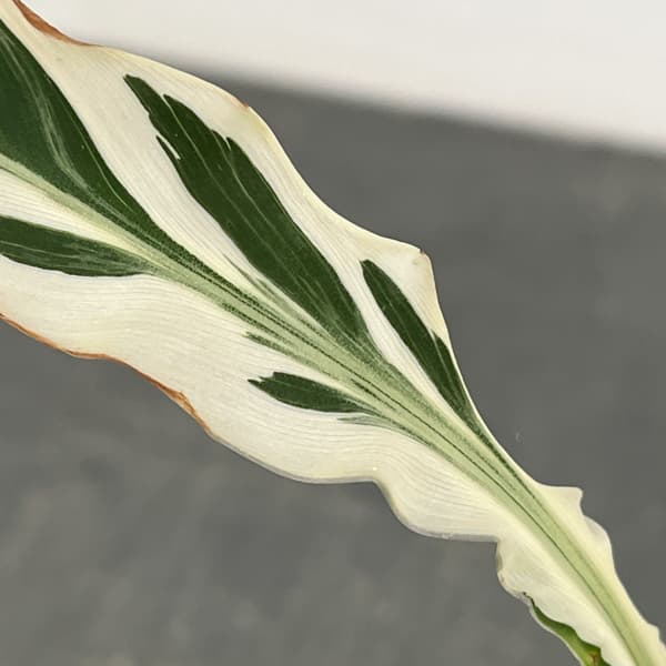 カンナ：白斑入り　3号鉢植え